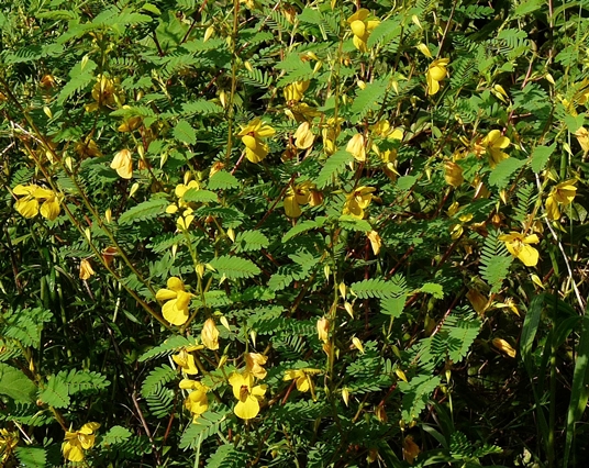 {Chamaecrista fasciculata}